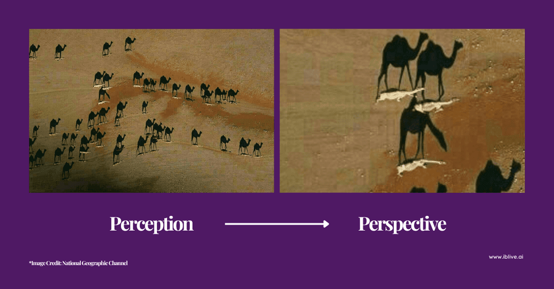 Perception vs Perspective, EI Lens